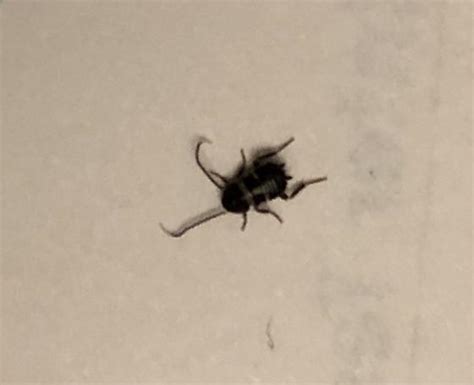 Small Black Bugs In Home Help Bugguidenet