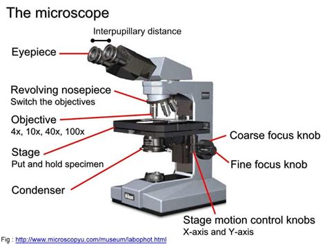Introduction To Microscopy Flashcards Easy Notecards