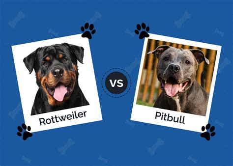 Rottweiler Vs Pitbull Which Dog Breed Should You Choose Hepper