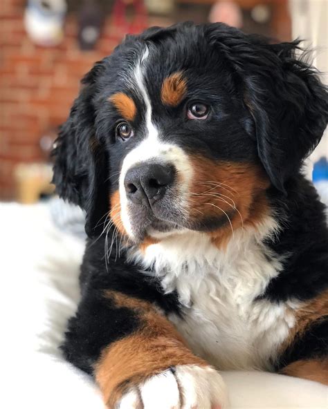 14 Amazing Facts About Bernese Mountain Dogs Petpress St Bernese