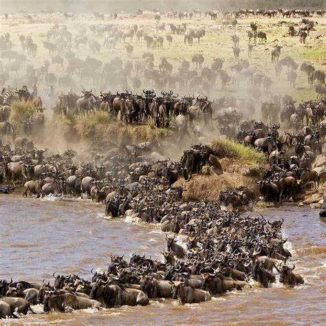 Mara River Maasai Mara National Reserve All You Need To Know Before