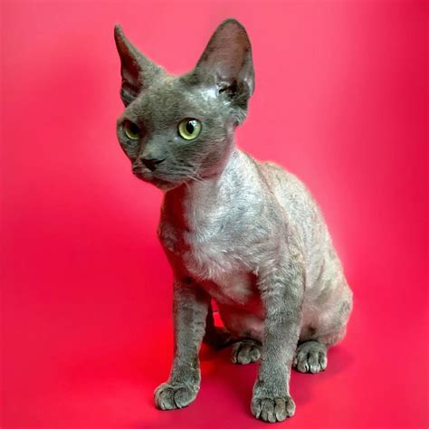 Devon Rex Kittens For Sale Available Today Buy Bald Cat Purebred