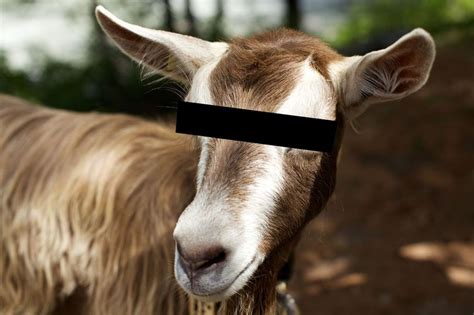 Man Arrested For Having Sex With Goat Admits Romps With 10 Animals In