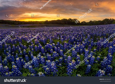 Beautiful Texas Bluebonnet Field Muleshoe Bend Stock Photo 401854267