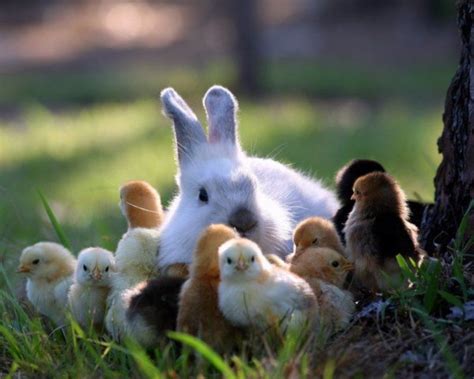 Bunny And Chicks Самые милые животные Детеныши животных Животные