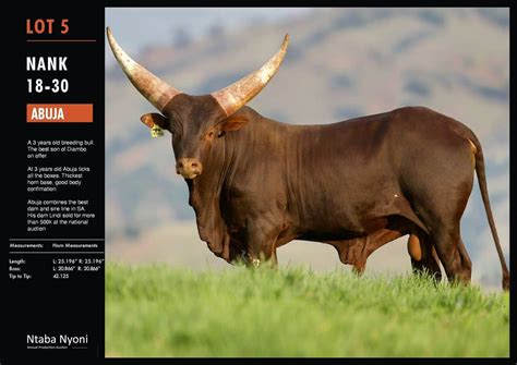 Patrice Motsepe Buys Cyril Ramaphosas Ankole Cow For R21m