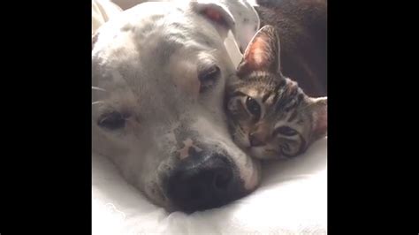 Pit Bull Gets Her Foster Kittens Ready For Adoption The Dodo Youtube