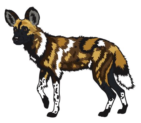 African Wild Dog Free Png Png Play