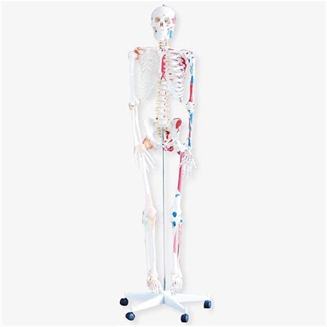 Medical Grade Hanging Life Size Human Skeleton 71 180cm