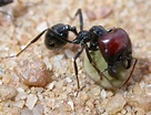 Tipos de hormigas - La hormiga radical