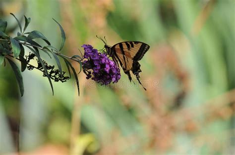 Farfalla Occidentale Di Rutulus Di Tiger Swallowtail Papilio Che Si
