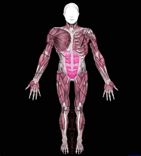 Muscles System Anatomy System Human Body Anatomy Diagram And Chart
