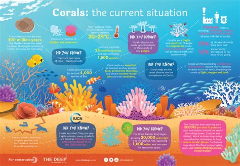 Information Poster About Coral Kids Against Plastic