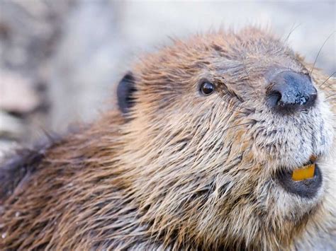Where Do Beavers Live Interesting Facts About Beaver Habitat And Size