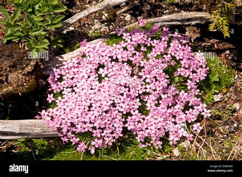 Flora Of The Bernese Oberland Switzerland Alpine Rock Jasmine Stock