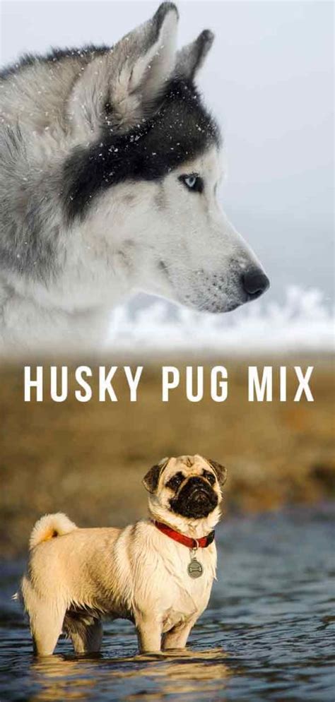 Husky Pug Mix Looking At The Pros And Cons Of The Hug