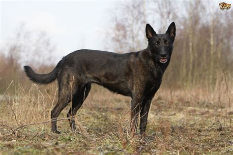 Shepherd Breeds That Are An Alternative To The German Shepherd Dog Pets4homes