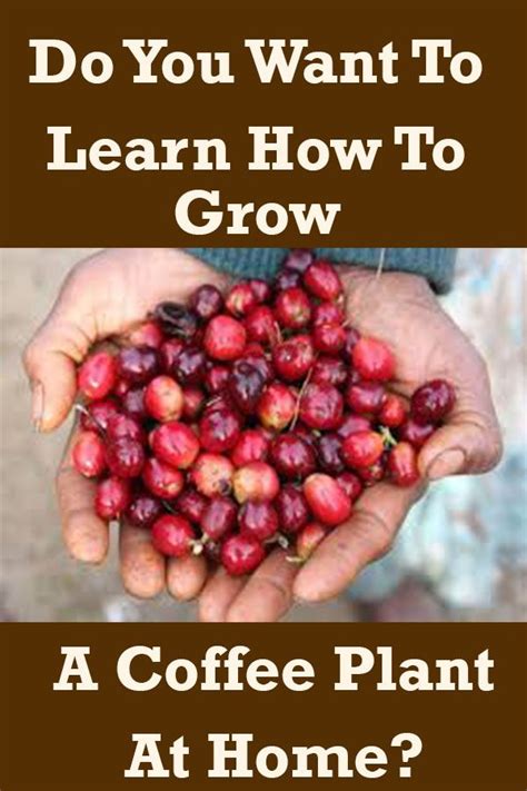 How To Grow A Coffee Plant At Home A Useful Guide Craft Coffee Guru