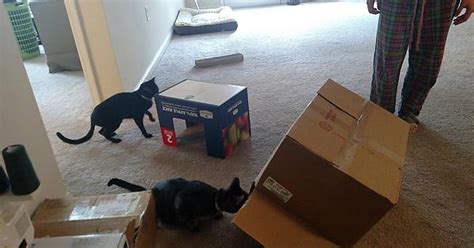 Started Packing Unintentionally Set Up Cat Traps Album On Imgur