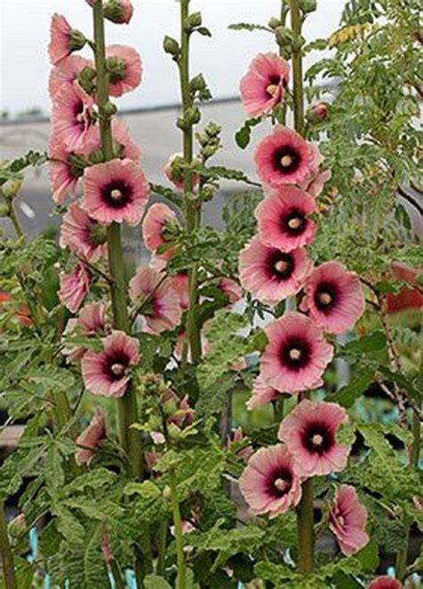 25 Rare Light Dark Pink Hollyhock Seeds Perennial Giant Flower Garden