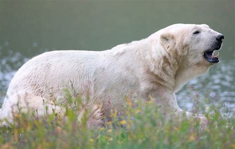 Wallpaper Bear Beast Polar Bear Polar Bear Images For Desktop