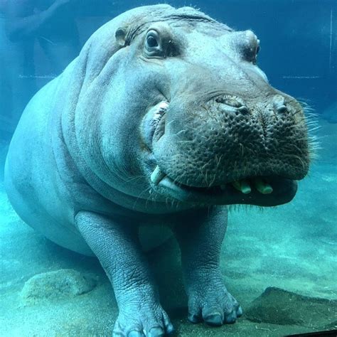 How Do Hippos Breathe Underwater Parote