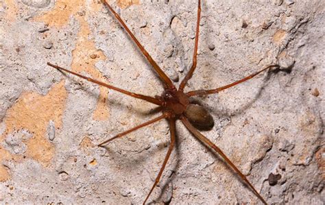 Identifying And Getting Rid Of Brown Recluse Spiders On Your Las Vegas
