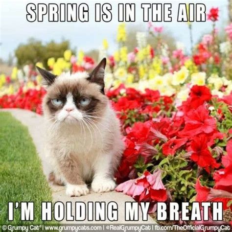 Grab Hold Of The Incredible Funny Spring Cat Memes Hilarious Pets