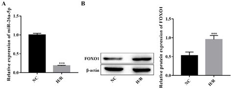 expression of mir 26a 5p and foxo1 in h r induced cardiomyocytes a download scientific