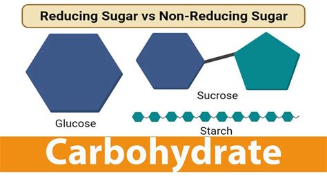 Reducing And Non Reducing Sugar Carbohydrates Biological