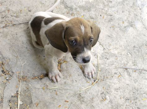 Pointer Information Dog Breeds At Thepetowners