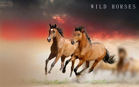 Wild Horse Wallpaper 59 Images