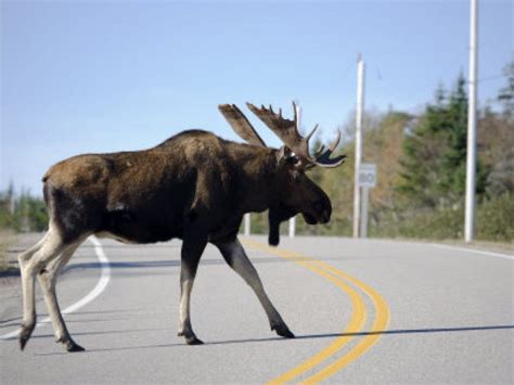 Moose Sighting Along I 84 In Waterbury Southbury Ct Patch