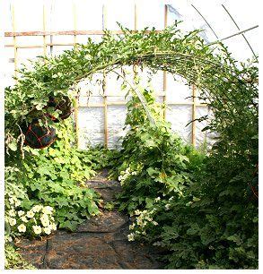 Ideal for climbing plants and flowers such as clematis and passion make features of your borders, plants and potted flowers with this decorative metal plant support from garden gear. Melons on a large trellis inside the high tunnel ...