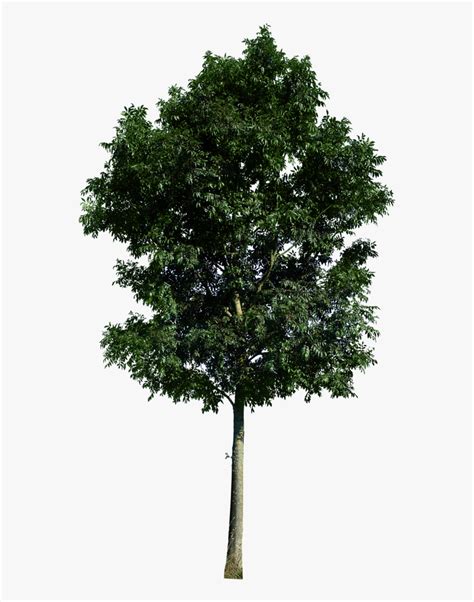 Rendering Trees High Resolution Psd Hd Png Download Transparent Png