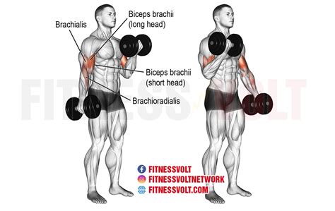 Dumbbell Leg Curl Muscles Worked And Benefits