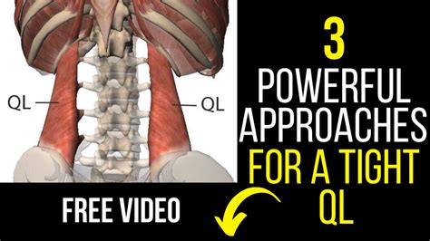 The Best Way To Stretch The Quadratus Lumborum QL 2020 Fitness