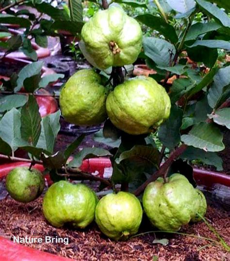 How To Grow Guava Tree In A Container Growing Guava Plant Naturebring