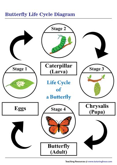 Butterfly Life Cycle Chart The Best Porn Website