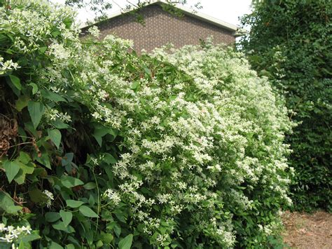 Smith, ©2018 hgic, clemson extension. Miss Bloomers : Sweet Autumn Clematis Garden Walk