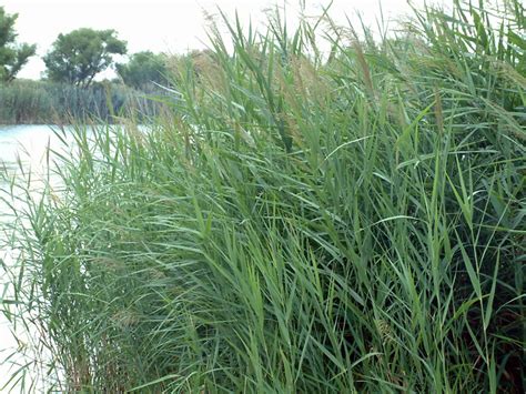 Common Reed Phragmites Australis Seed For Sale Available Now Lorenzs Ok Seeds Llc