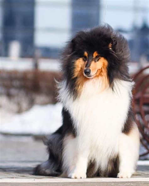 15 Cool Facts About Collies Page 3 Of 5