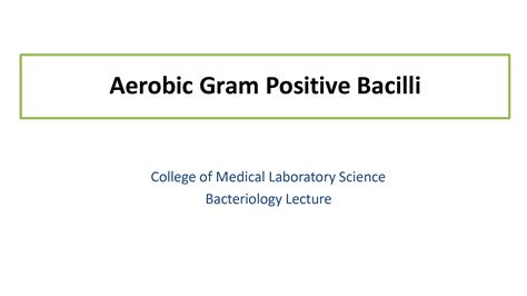 Solution Aerobic And Anaerobic Gram Positive Bacilli Studypool