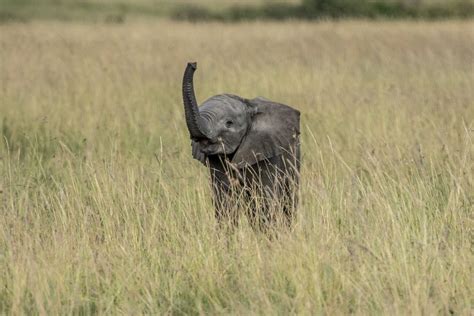 Baby Elephant Trunk Up By Janetcapps