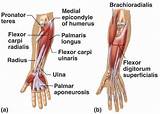 Images of Strengthening Muscles Around Si Joint