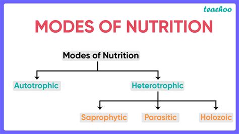 Nutrition In Plants What Are Different Modes Of Nutrition Class 7