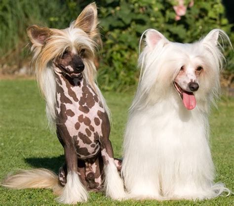 Chinese Crested Dog Breed Information And Images K9rl