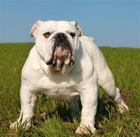 Everything You Need To Know About Miniature English Bulldogs Dogappy