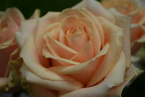 A Lovely Peach Avalanche Rose Up Close Floristry Peach Lovely Rose