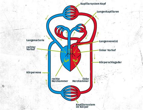 Herz Kreislauf System Funktion Ethmoidale Kenhub Ethmoidalis Anatomie